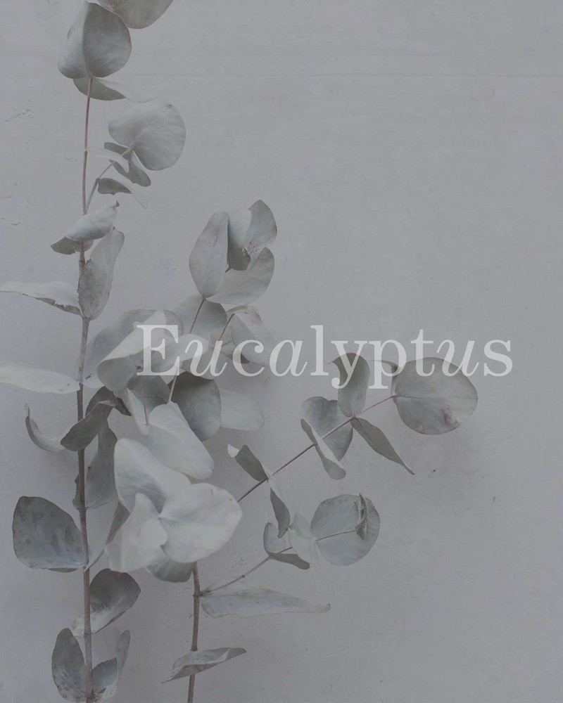 No17 Therapy Eucalyptus æterisk olie