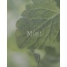 No17 Therapy Silent Sea æterisk olie med mint
